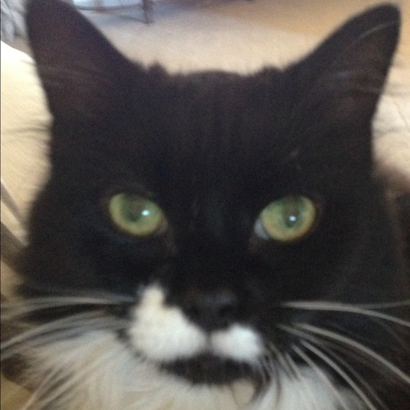 Meet your Posher, Phyllis - Picture 1 of 1